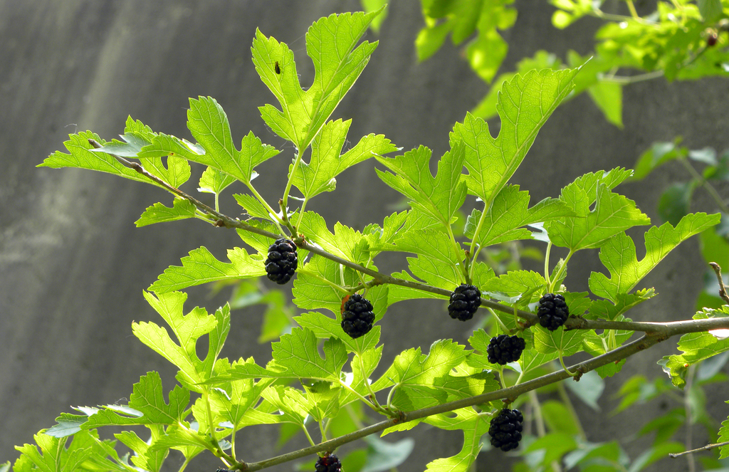 Morus alba — fruit photograph