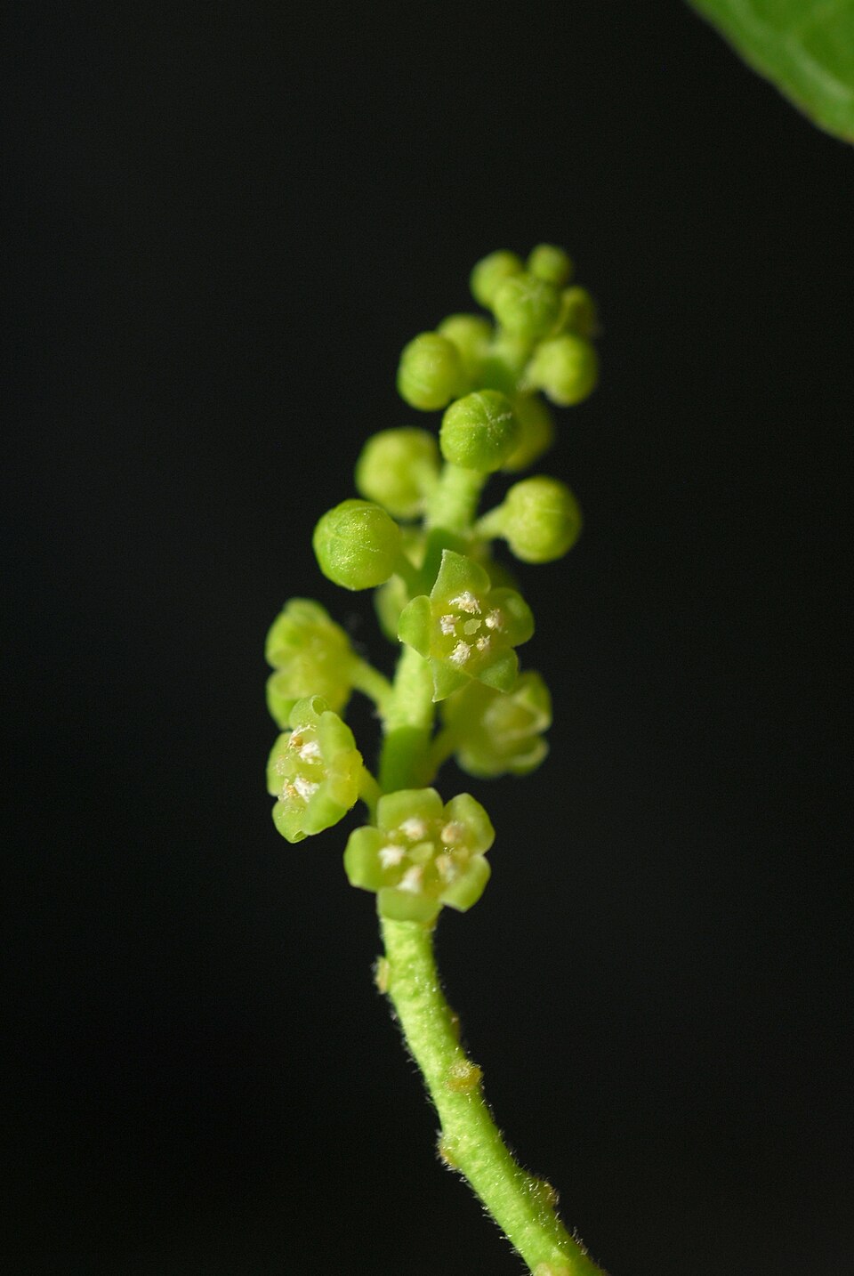 Pyrularia pubera — bloom photograph