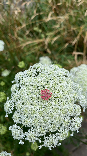 Daucus carota — flower photograph