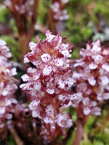 Corallorhiza maculata — flower photograph