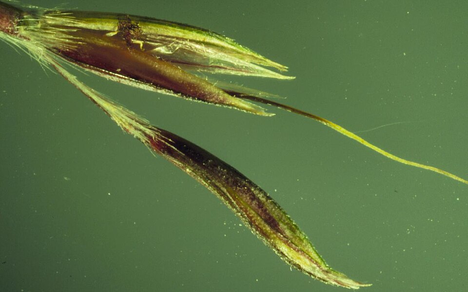 Andropogon gerardi — bloom photograph