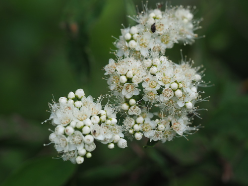 Spiraea virginiana photograph