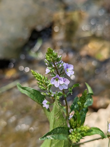 Veronica anagallis-aquatica — flower photograph