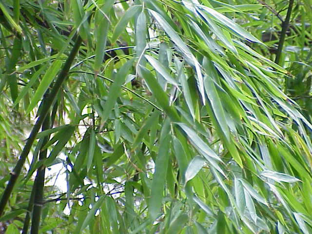 Phyllostachys aurea — leaf photograph