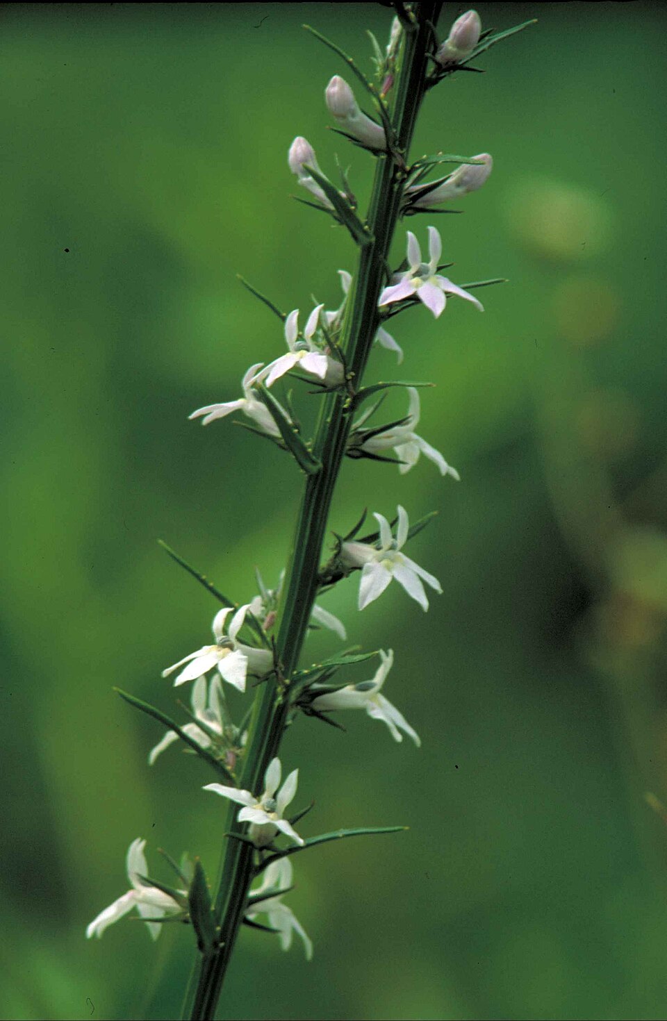 Lobelia spicata — bloom photograph