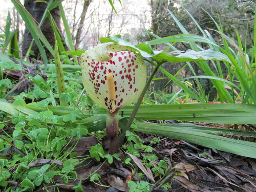 Arum italicum — flower photograph