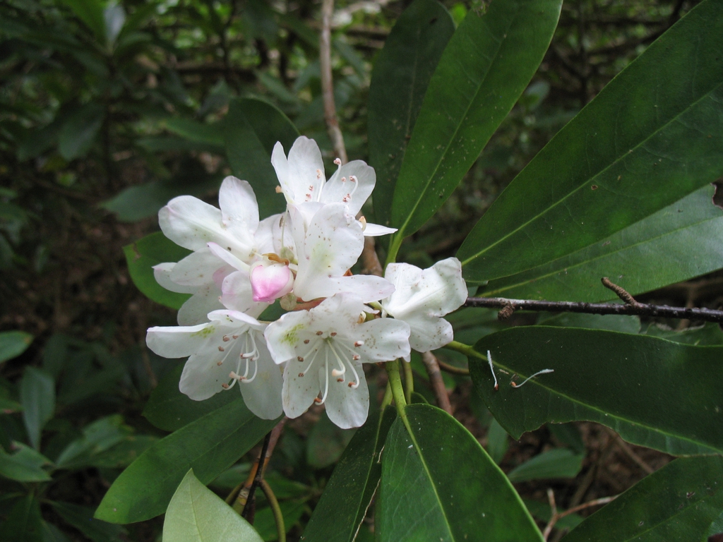 Rhododendron maximum — bloom photograph