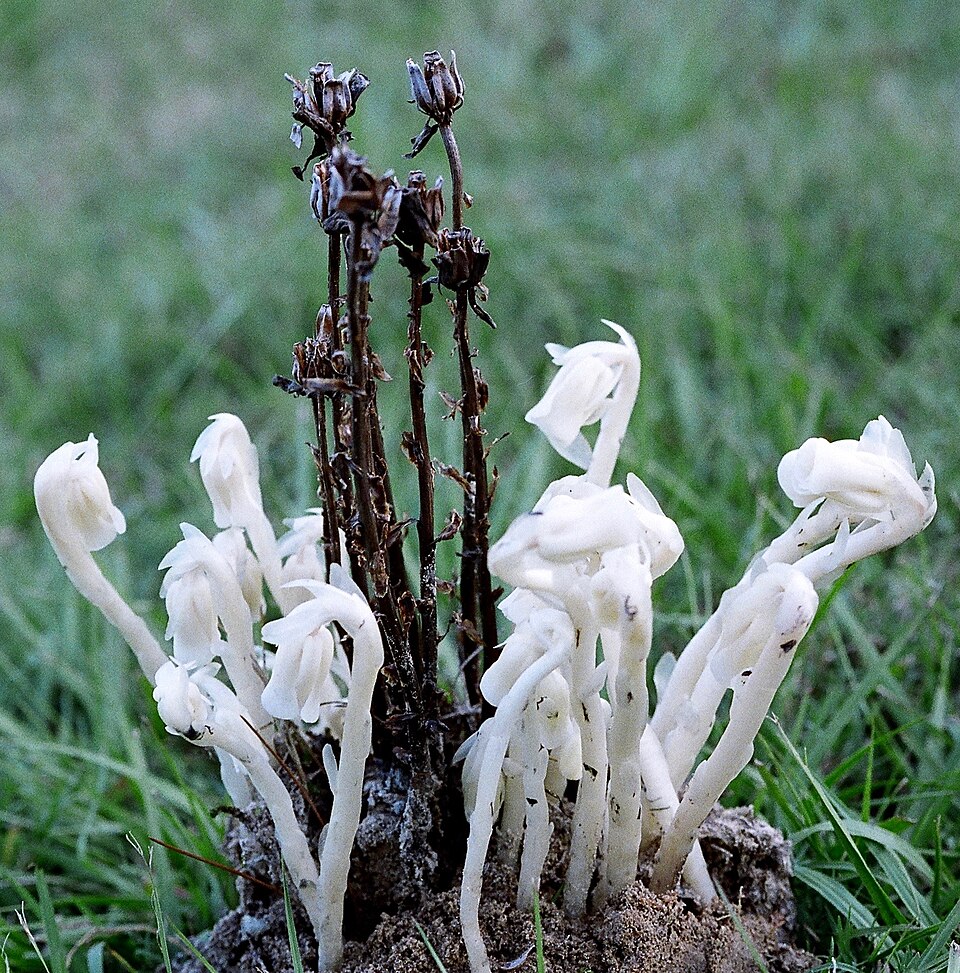 Monotropa uniflora — bloom photograph
