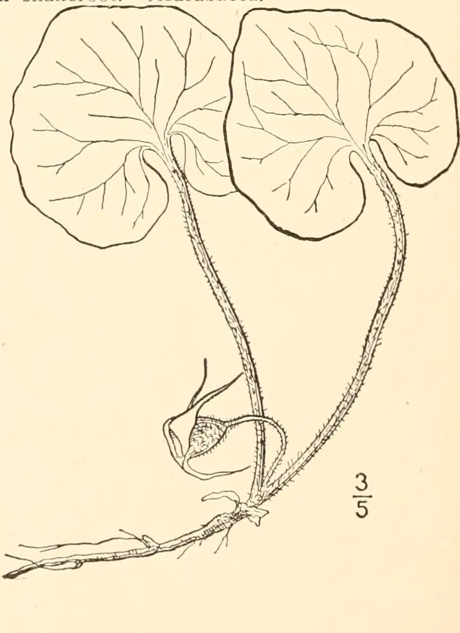 Old drawing of Asarum acuminatum