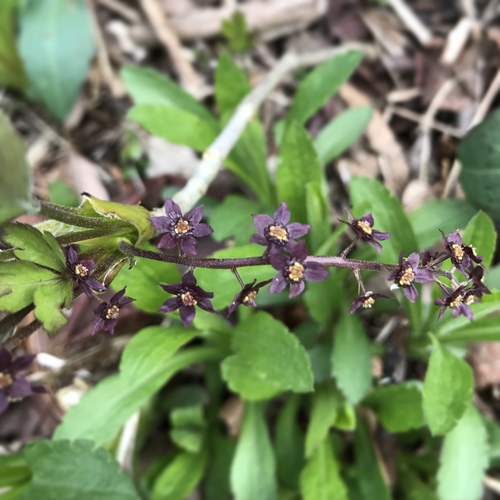 Xanthorhiza simplicissima — bloom photograph
