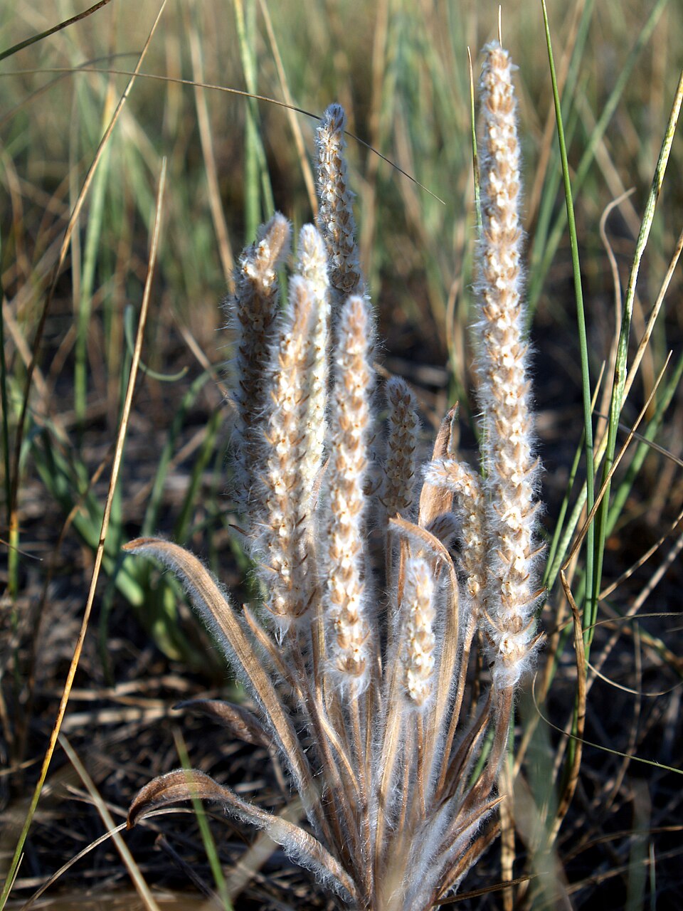 Plantago aristata — whole photograph