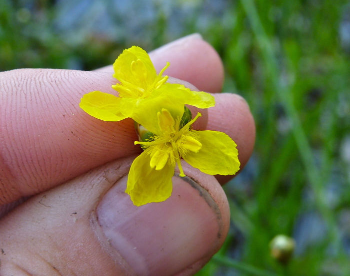 Xyris smalliana — bloom photograph