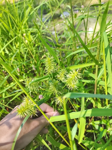 Cyperus strigosus — fruit photograph