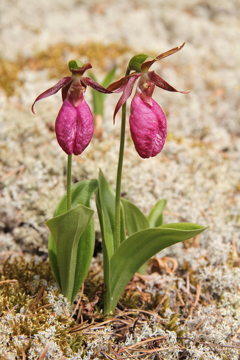 Cypripedium acaule — bloom photograph