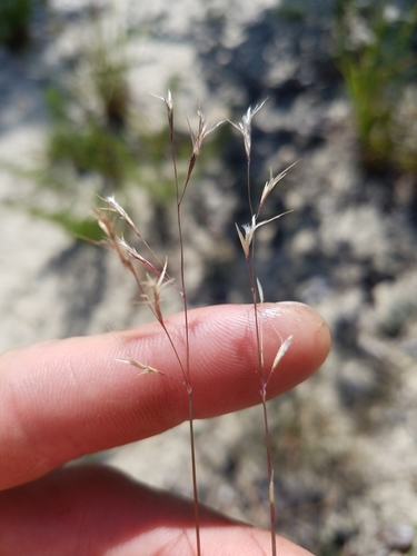 Triplasis americana — fruit photograph