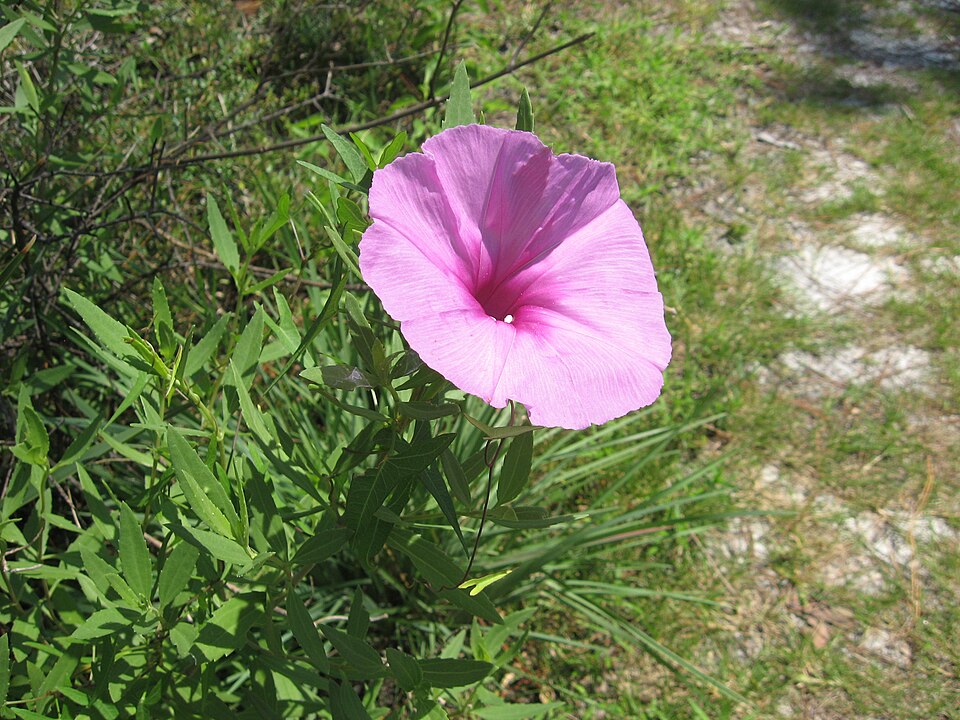 Ipomoea sagittata — bloom photograph