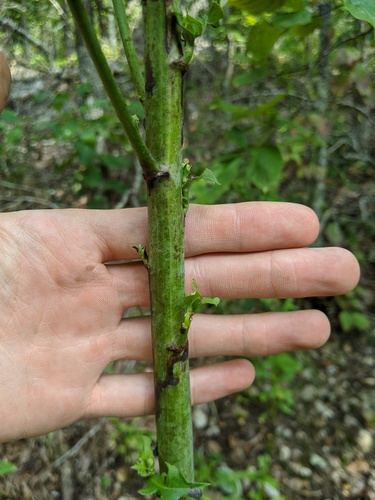 Lactuca hirsuta — whole photograph