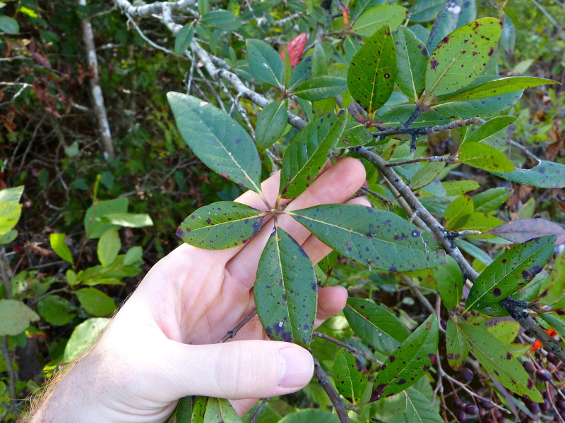 Nyssa biflora — leaf photograph