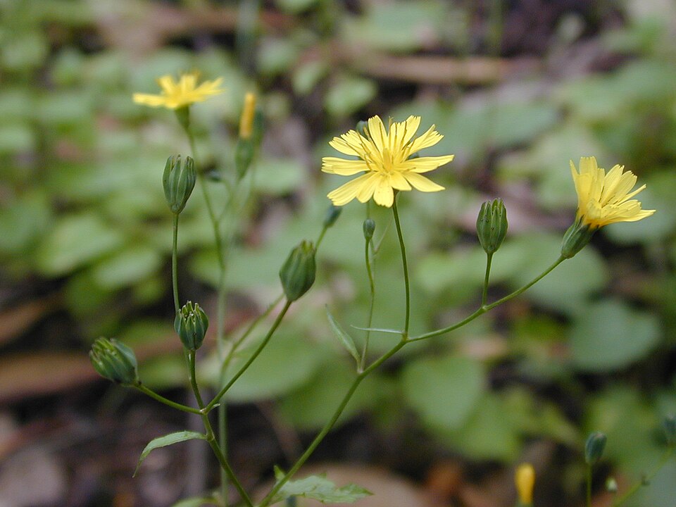 Lapsana communis — flower photograph