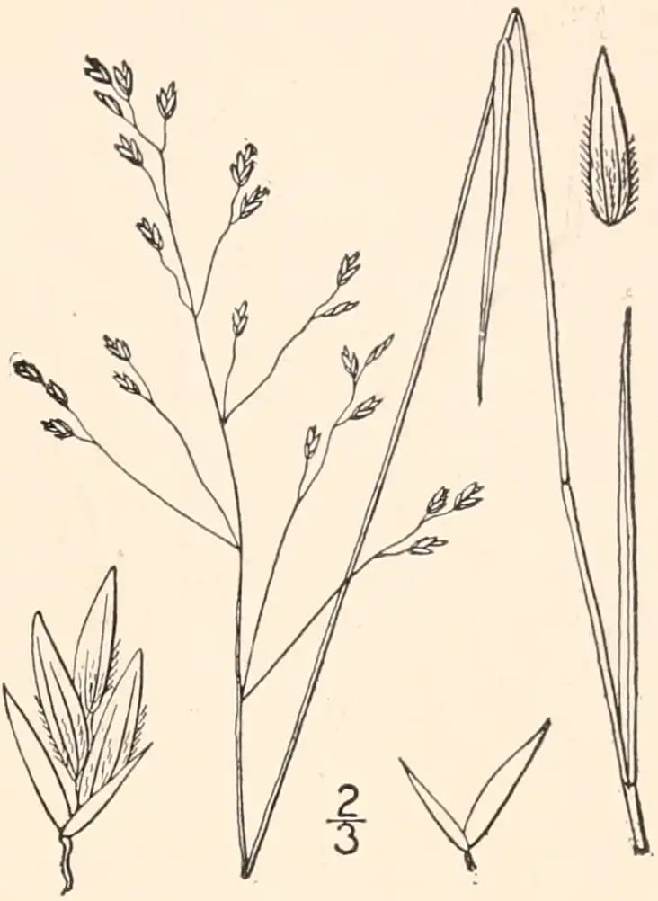 Old drawing of Poa autumnalis