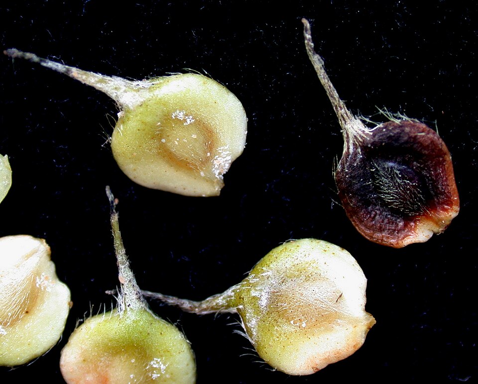 Anemonastrum canadense — fruit photograph