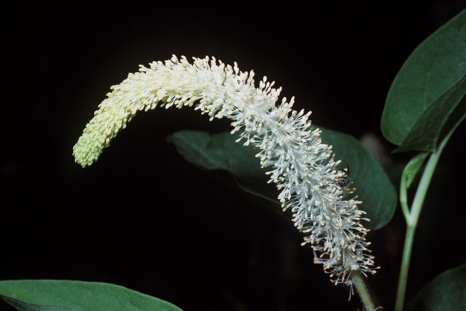 Saururus cernuus — bloom photograph