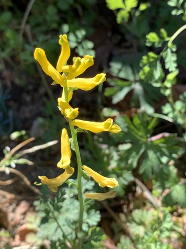 Corydalis micrantha — flower photograph