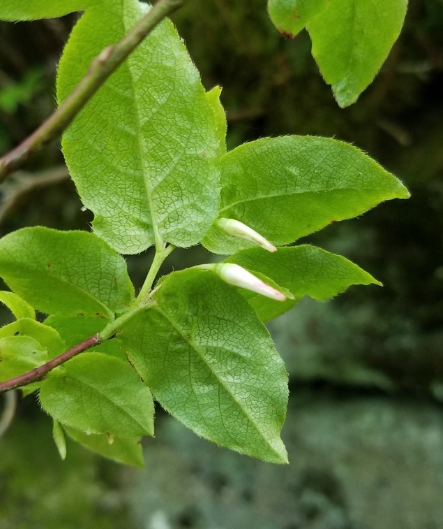 Vaccinium erythrocarpum — bud photograph