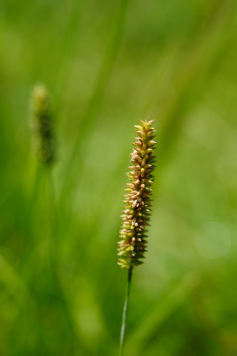 Sacciolepis indica — flower photograph