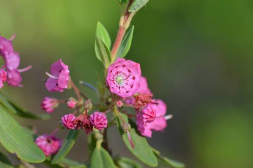 Kalmia carolina — flower/foliage photograph