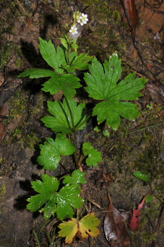 Boykinia aconitifolia — foliage photograph