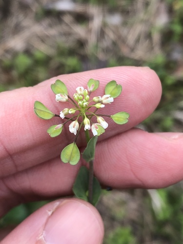 Noccaea perfoliata — flower photograph