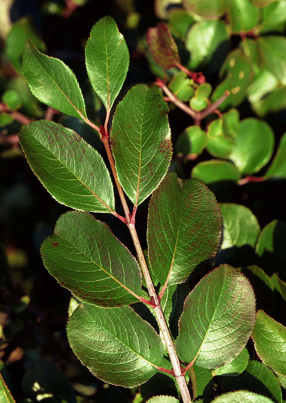 Viburnum rufidulum — foliage photograph