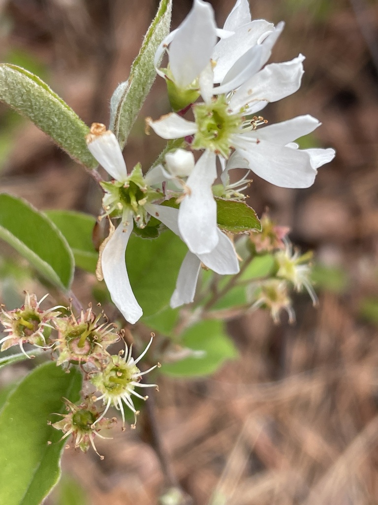 Amelanchier obovalis — bloom photograph