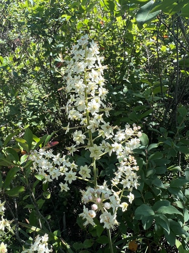 Stenanthium leimanthoides — flower photograph