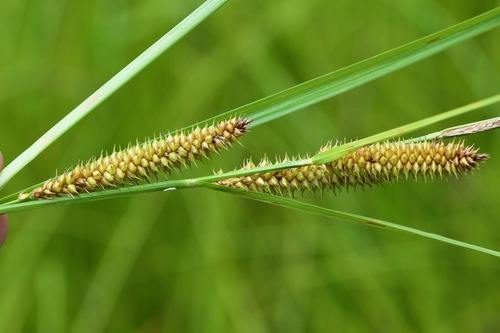 Carex utriculata — flower photograph