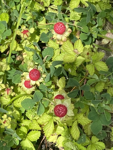 Potentilla hebiichigo — fruit photograph