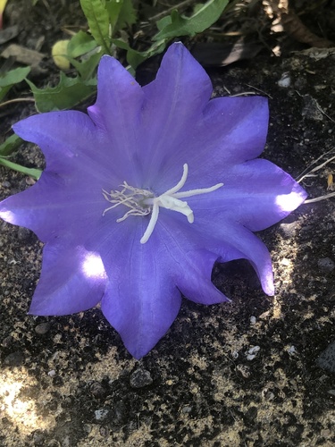 Campanula persicifolia — flower photograph