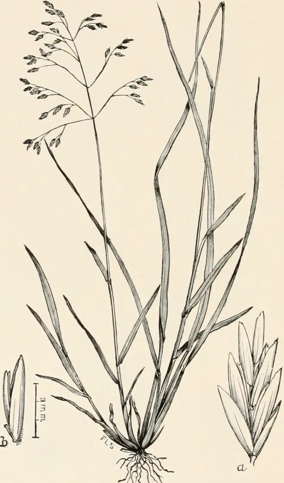 Old drawing of Poa brevifolia