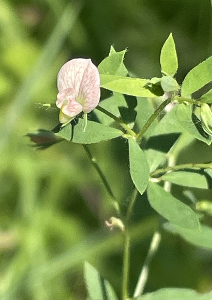 Acmispon helleri — bloom photograph
