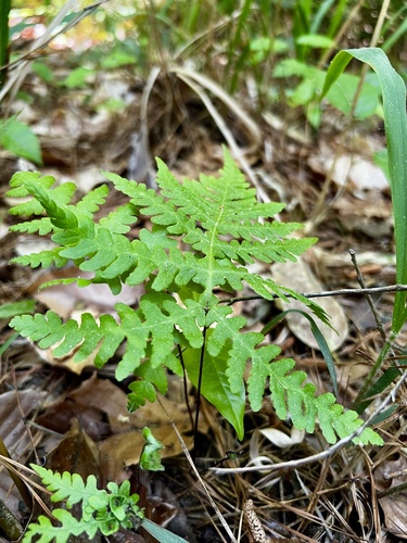 Phegopteris hexagonoptera — foliage photograph