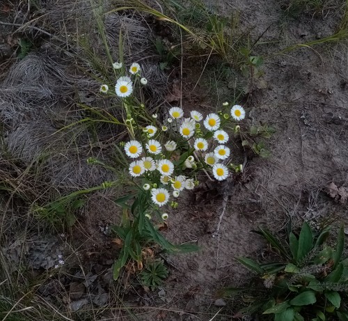 Erigeron strigosus — whole photograph