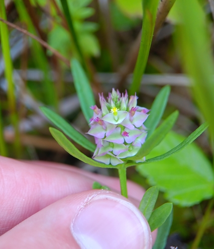 Senega aquilonia — flower photograph
