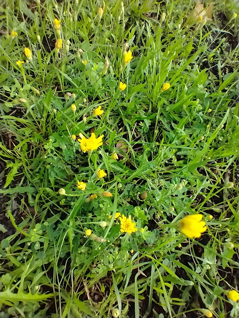 Scorzoneroides autumnalis — whole photograph