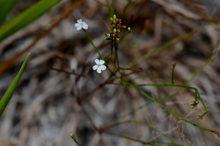 Stipulicida setacea — bloom photograph