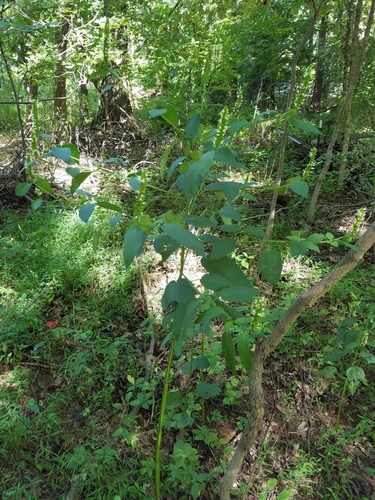 Agastache nepetoides — whole photograph