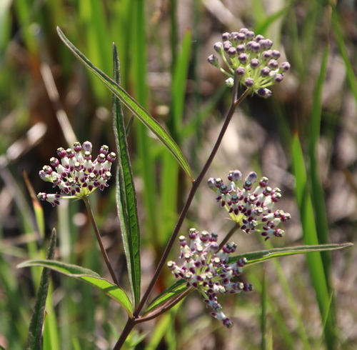 Asclepias longifolia — flower photograph