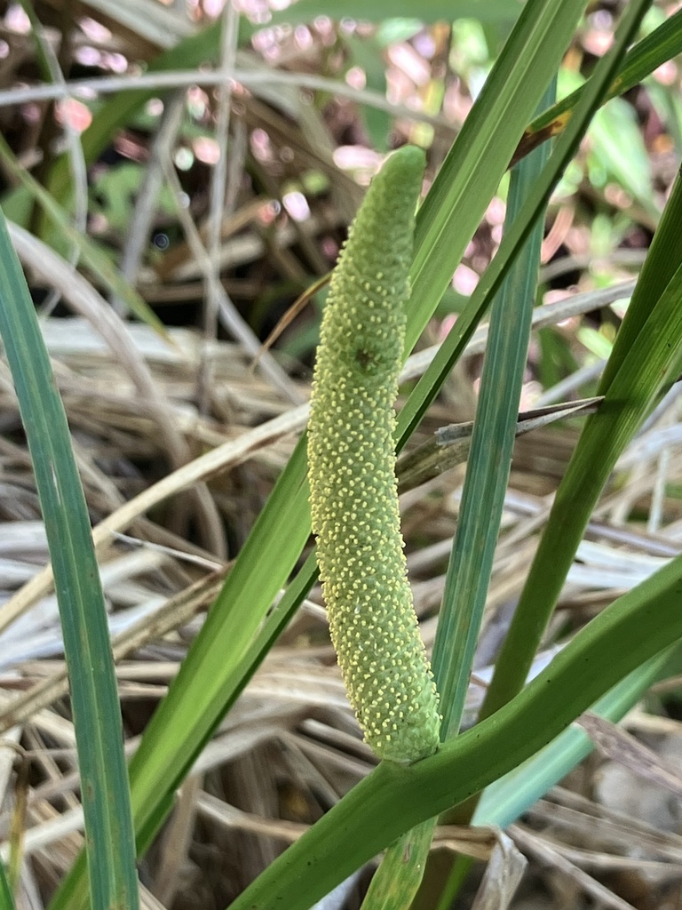 Acorus calamus — fruit photograph