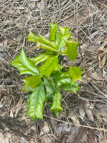Ilex cornuta — foliage photograph