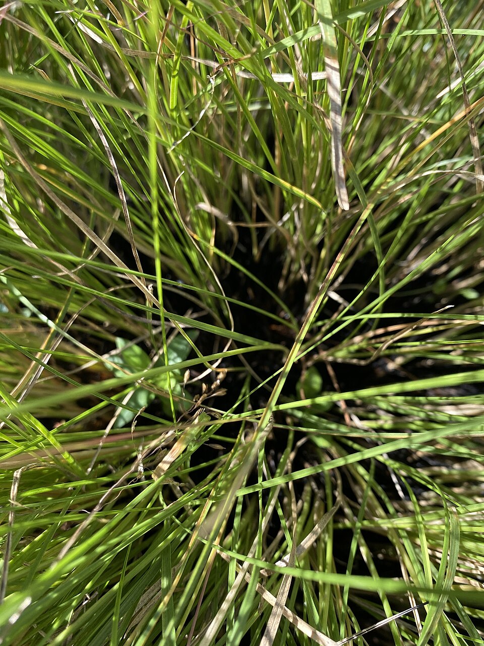 Sporobolus pinetorum — leaf photograph
